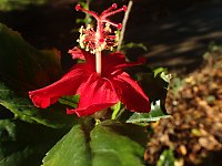 �R�L�I�E�E��